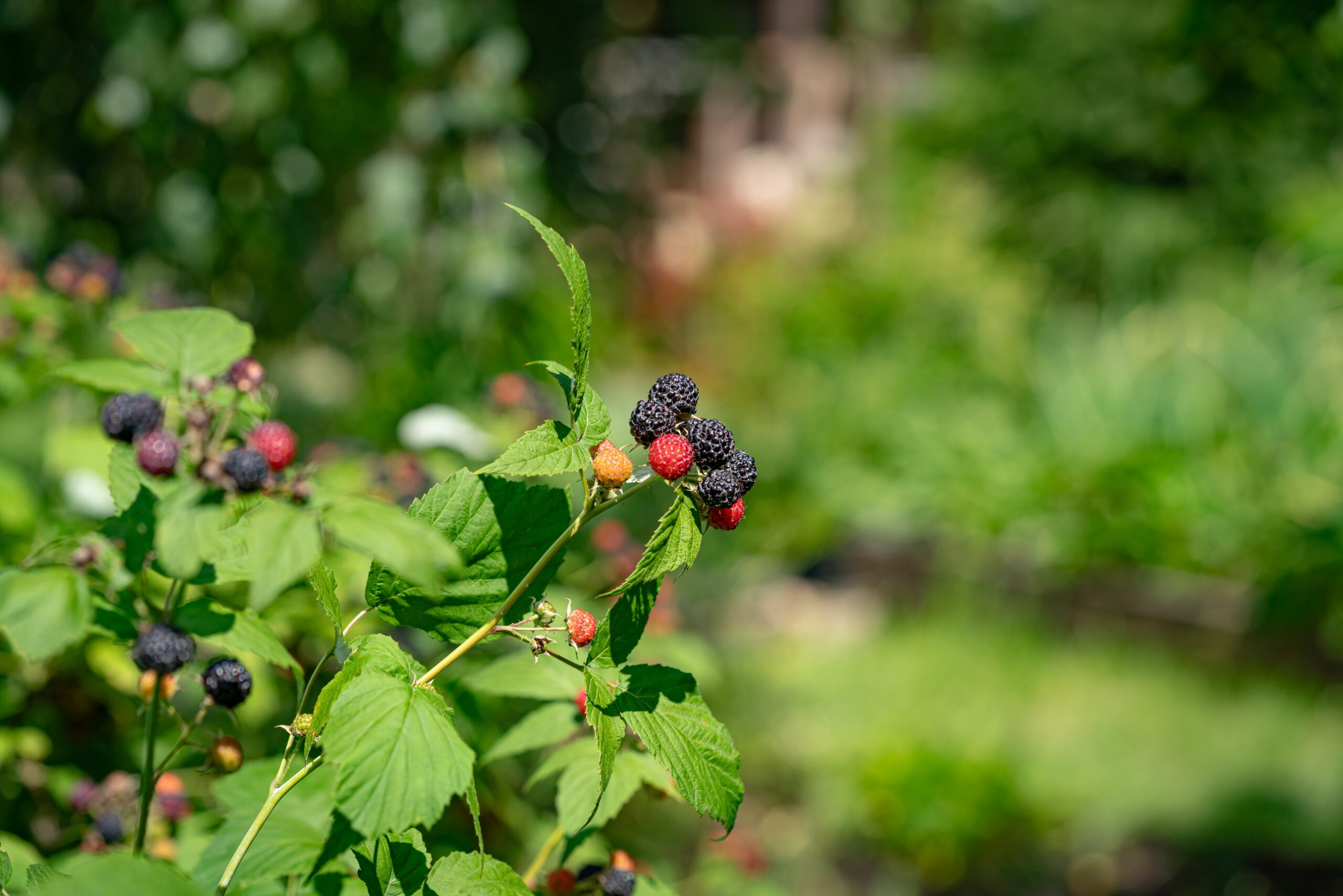 Black raspberry bramble with ripe fruit