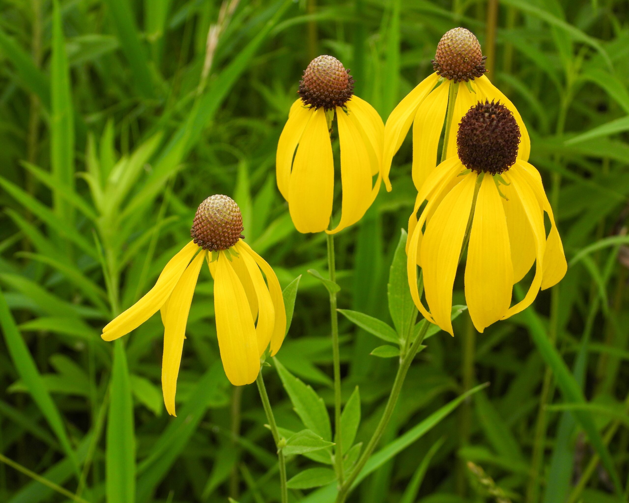 Close up of yellow coneflowers with petals descending down and big rounded brown centers