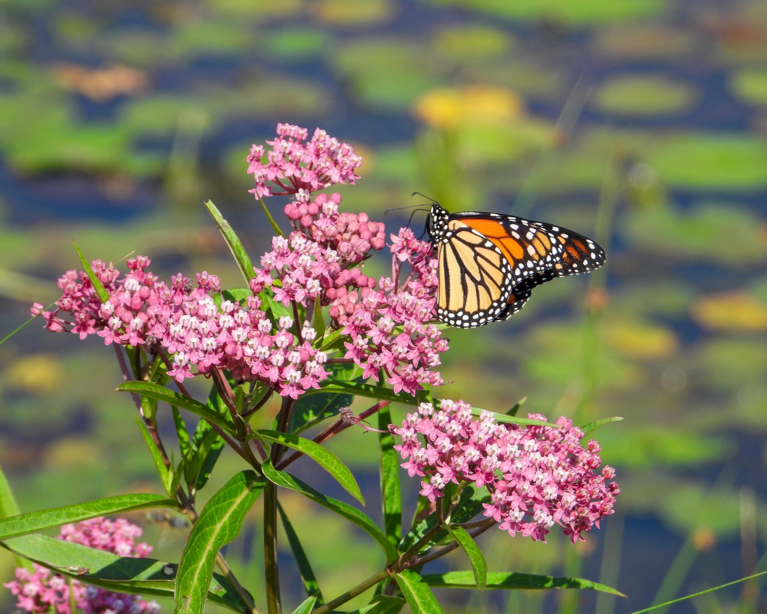 A monarch butterfly feeds on the bright pink flower clusters of swamp milkweed