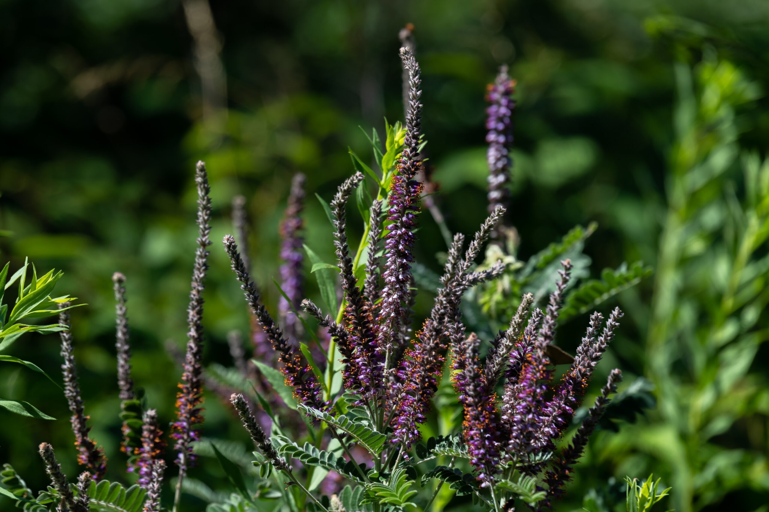 Long purple spikes of leadplant with dark green foliage background