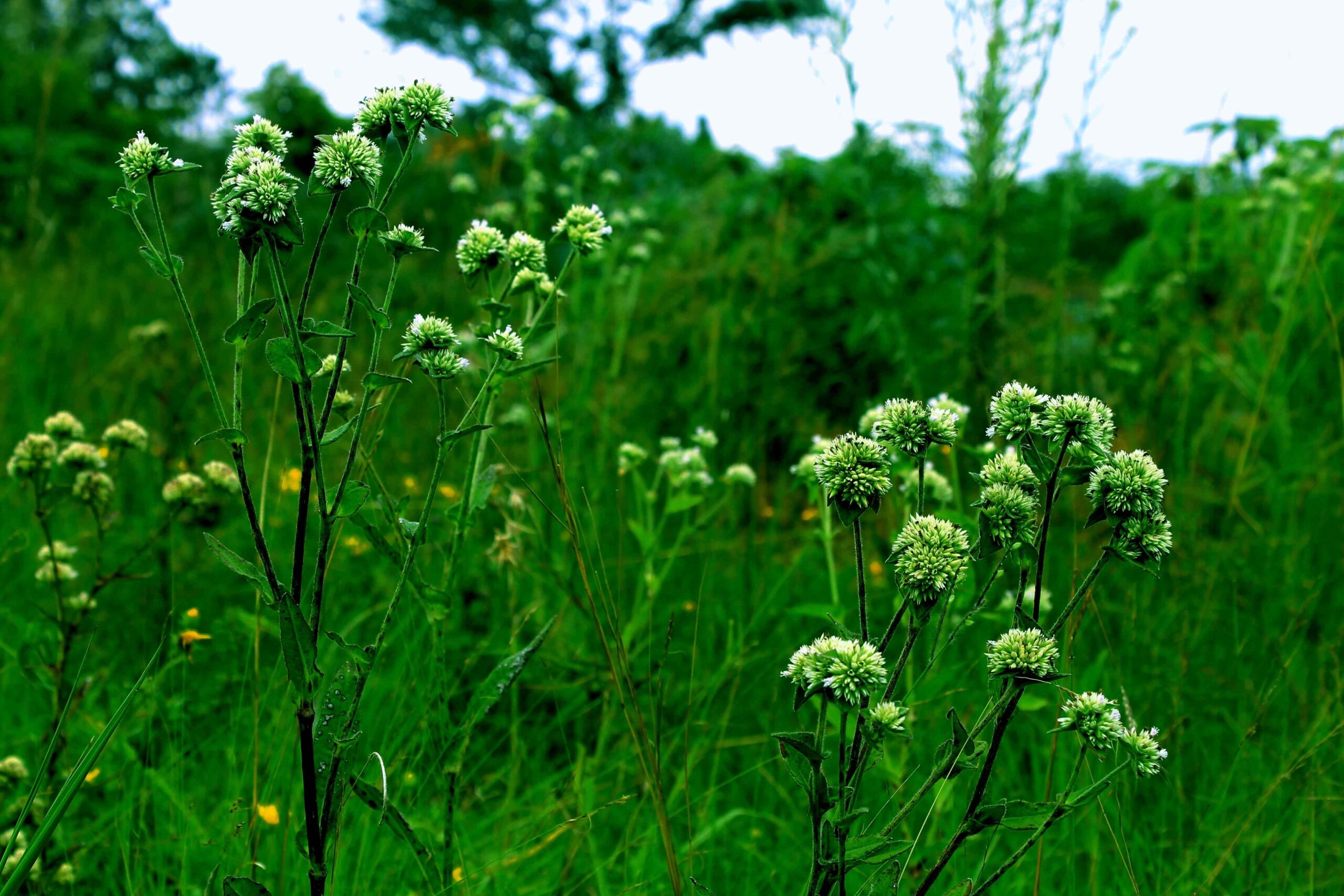 Verdant landscape with tiny blooms of frostweed on top of skinny, tall plants