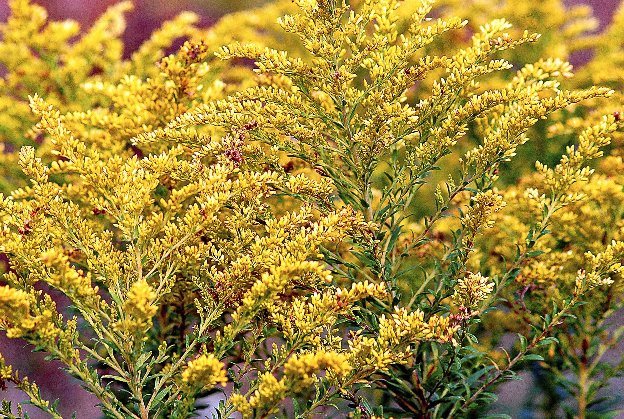 Pretty whisps of golden seedheads from seaside goldenrod