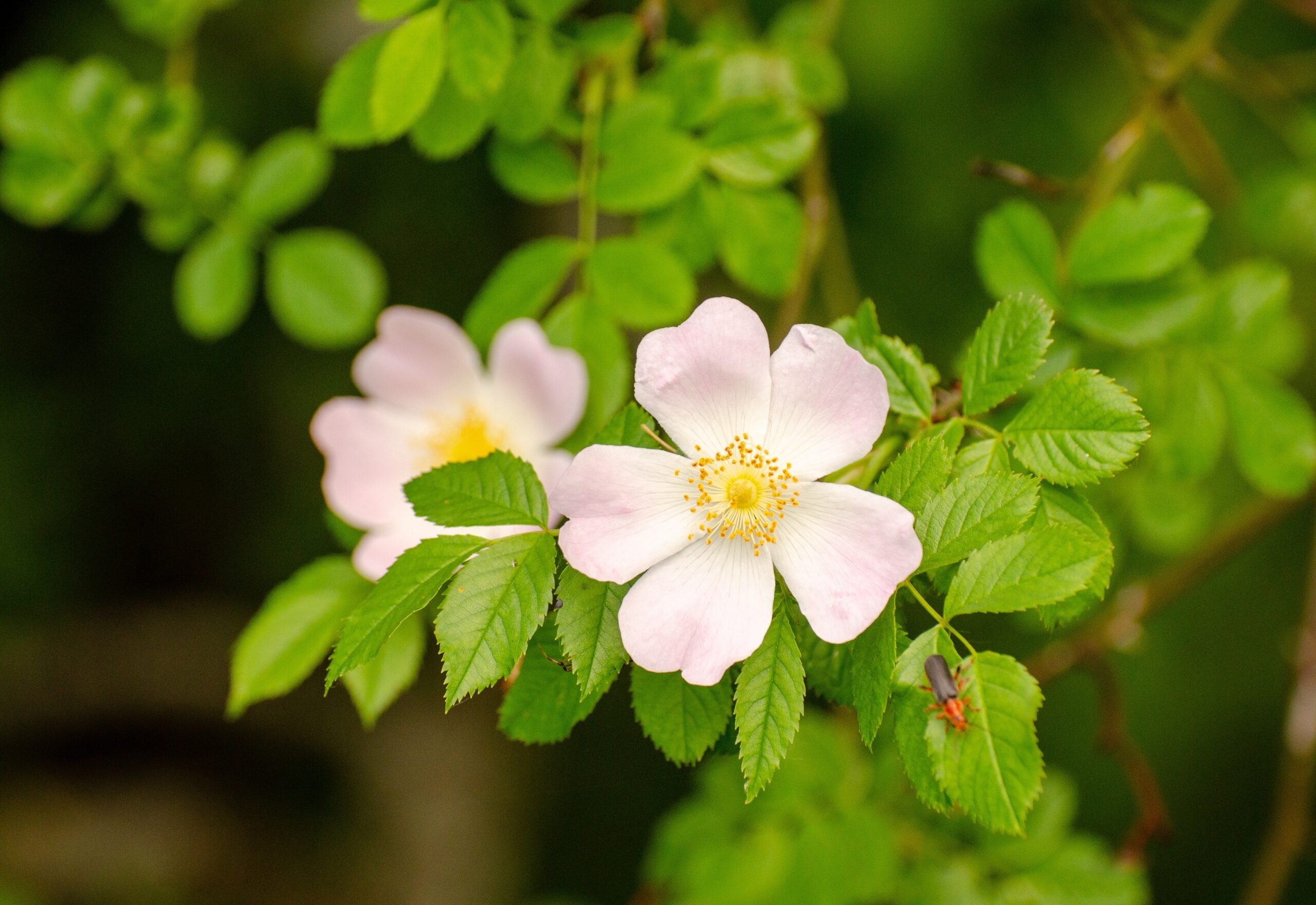 Close up of small pink wild rose flower