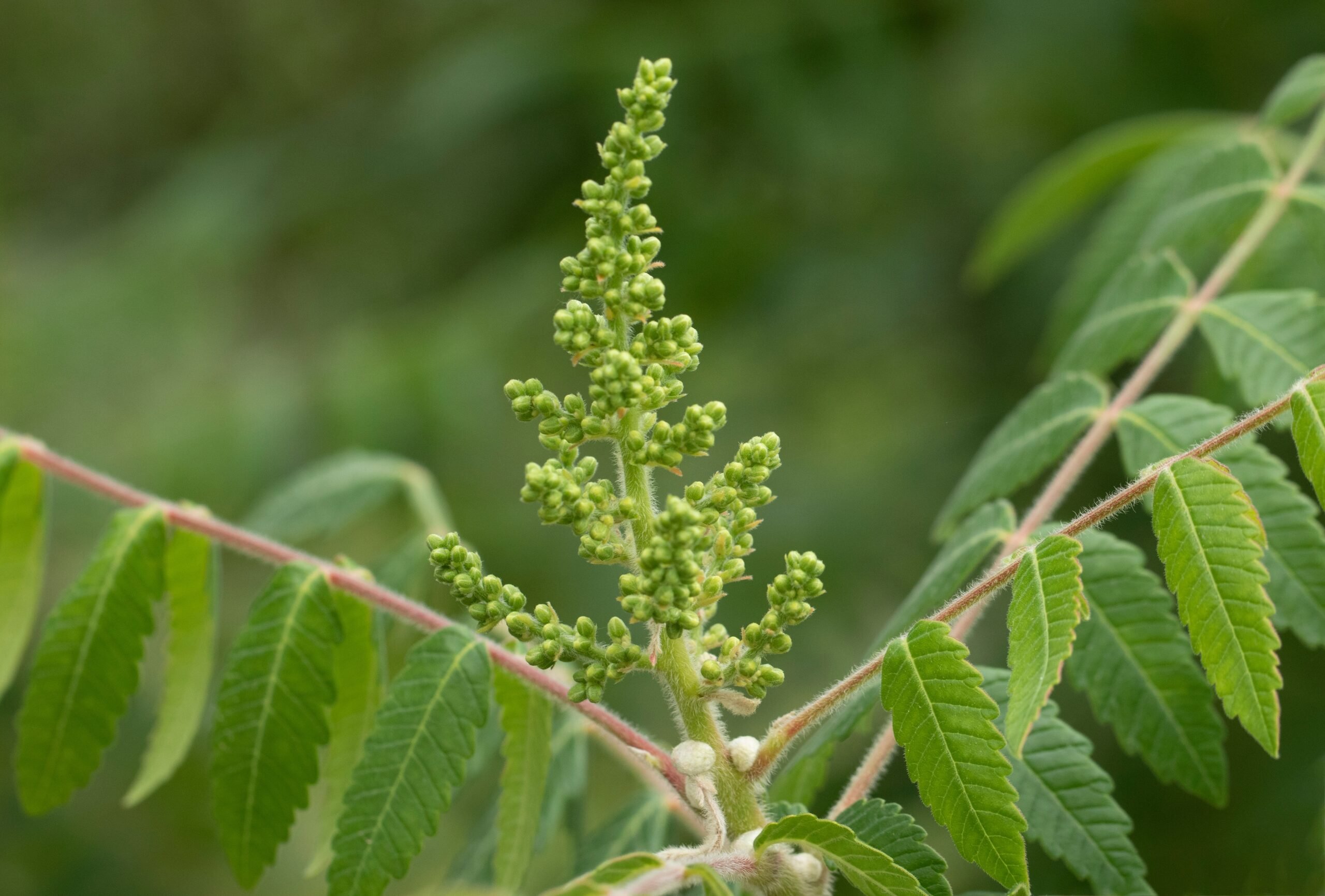 Erecet spike of green fragrant sumac before fruiting