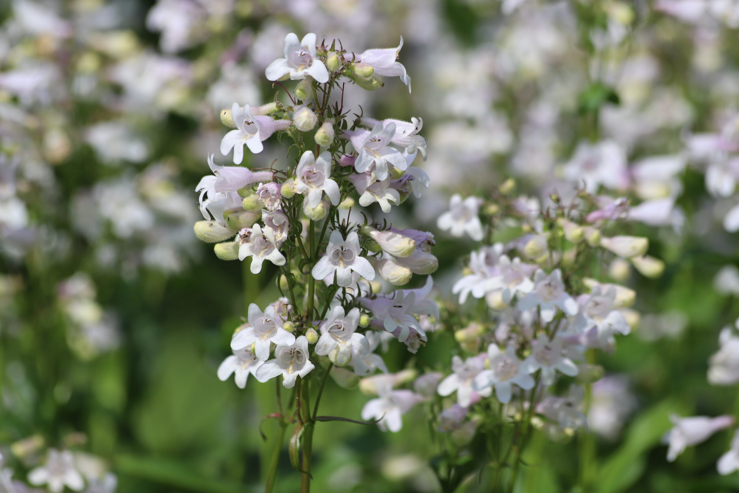 Native foxglove spikes with tiny white flowers shaped like open tubes