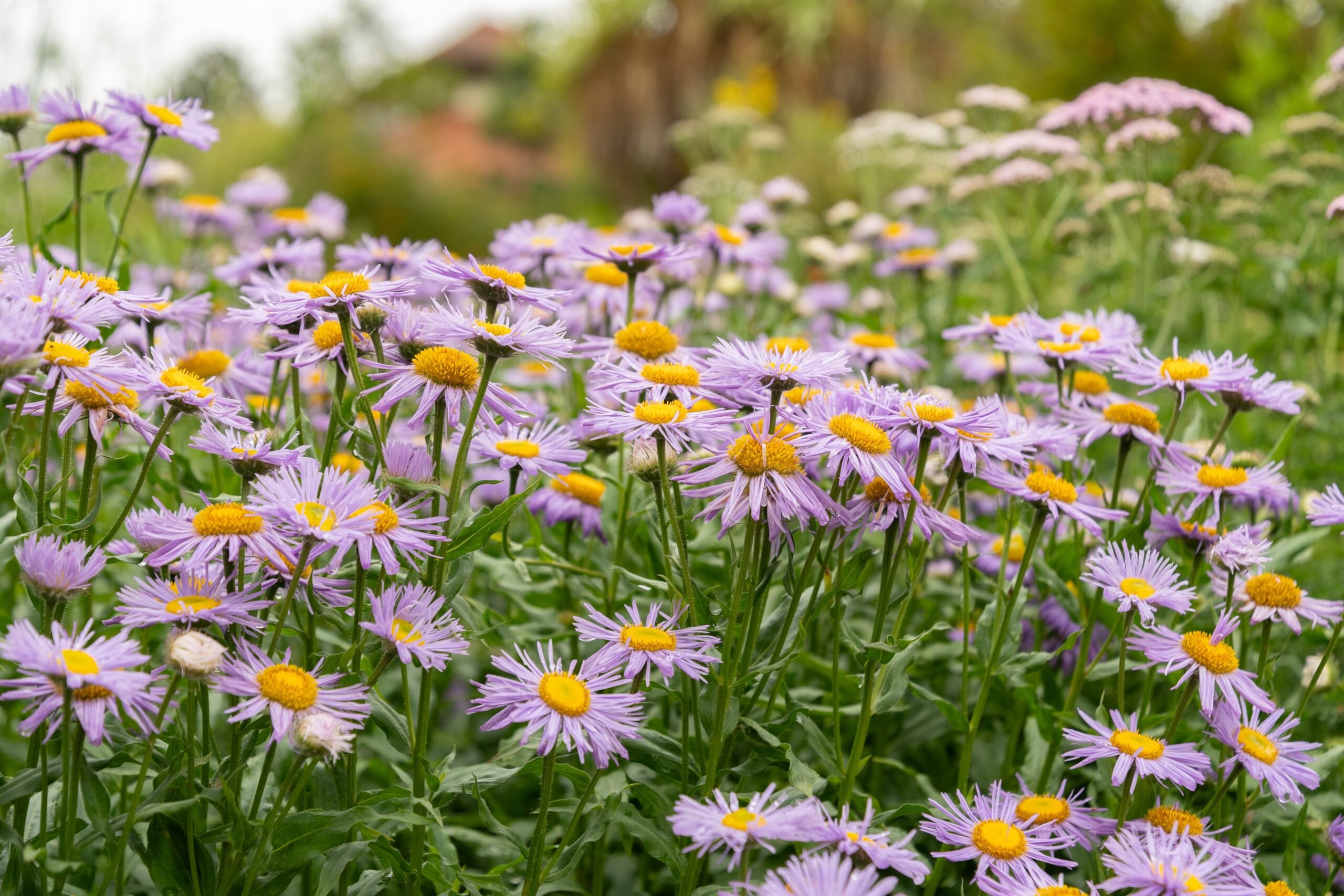 Daisy-like purple flowers with golden centers on aspen fleabane