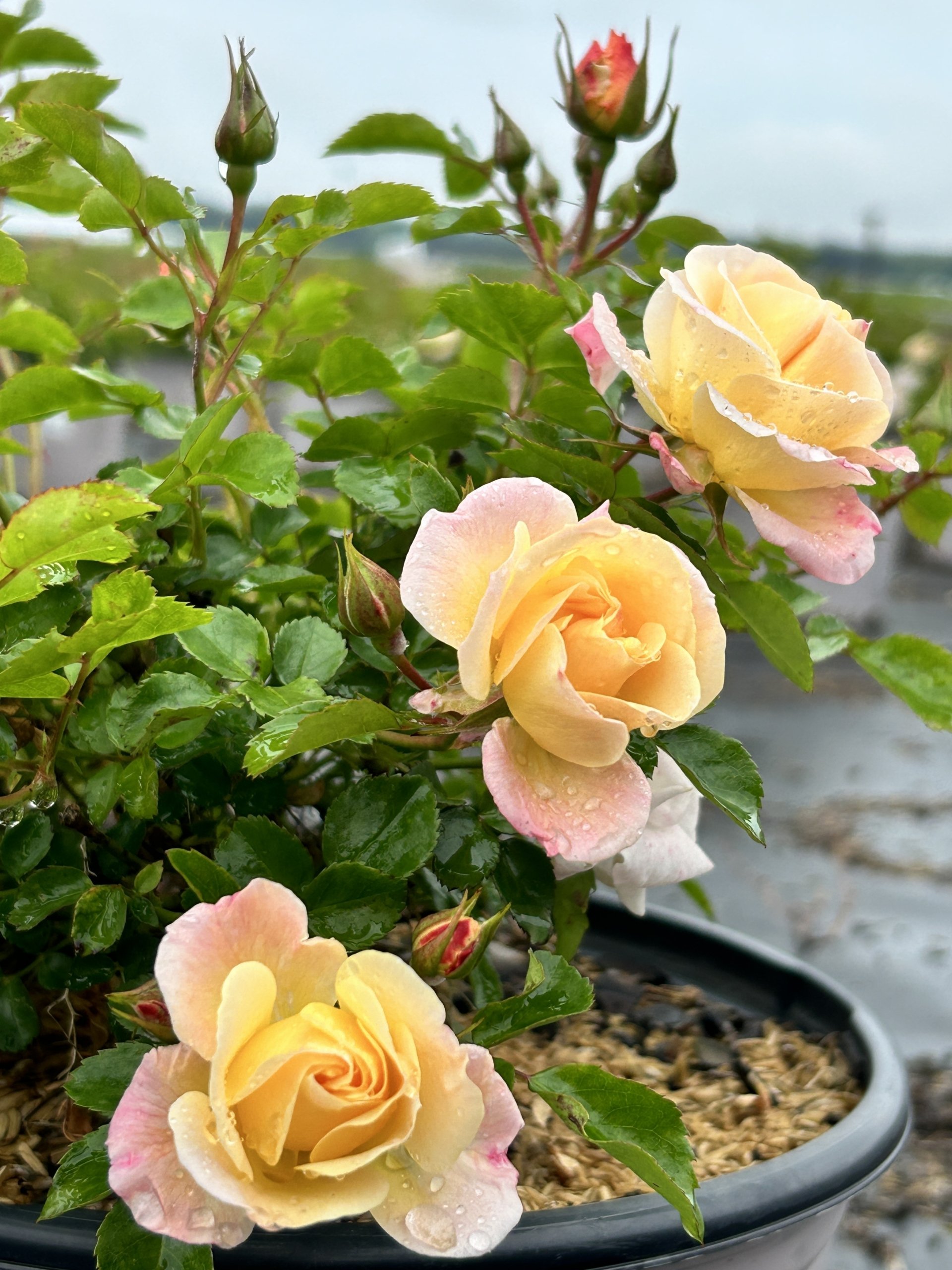 Drift rose in full sun with yellow popcorn variety flowers