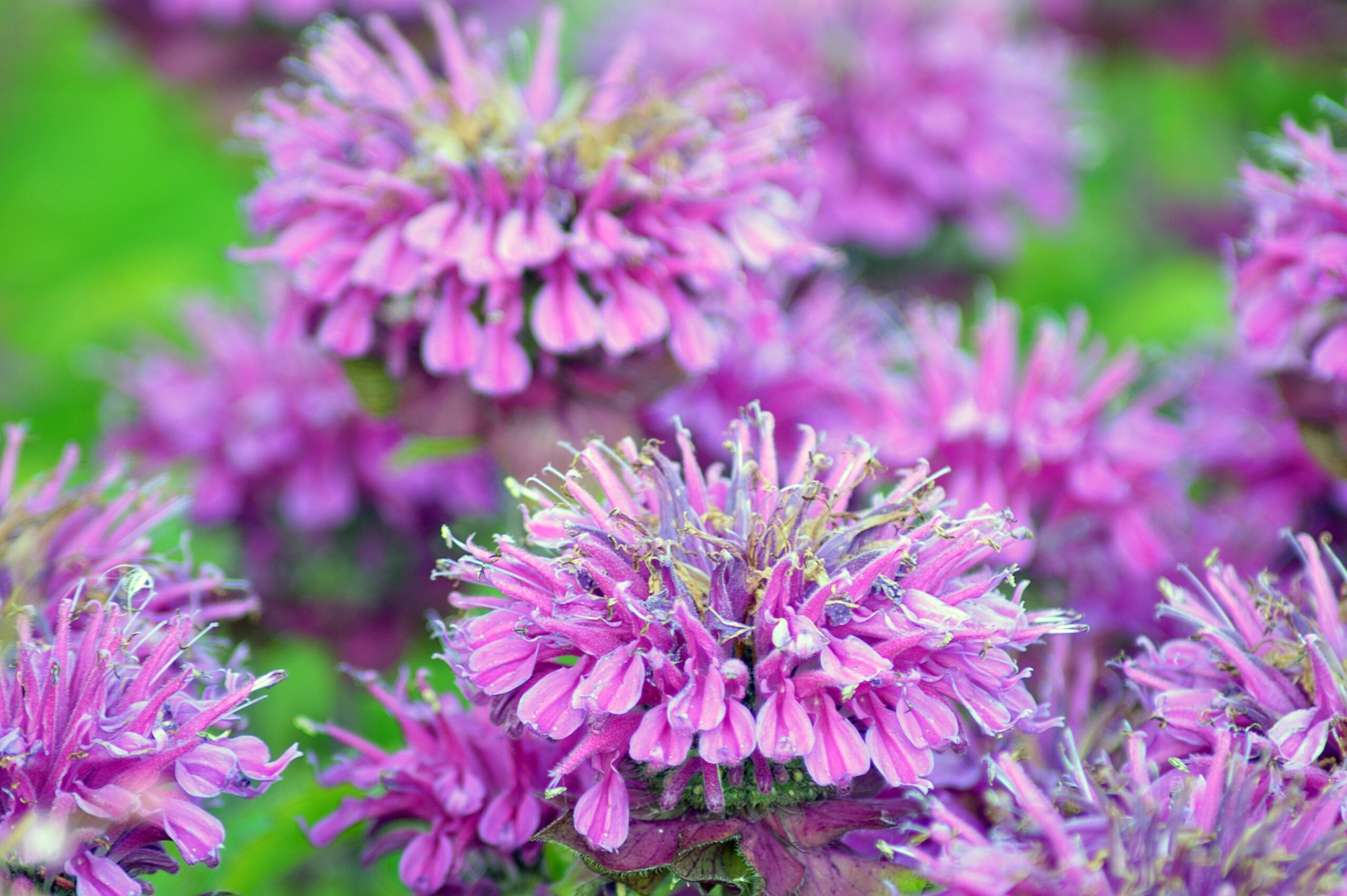 Clusters of many small tubular purple blossoms atop monarda pin-cushion flowers