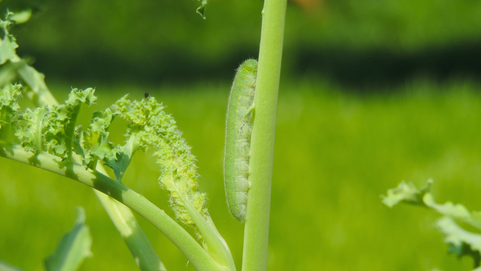 Close-up of a Small Cabbage White Caterpillar crawling up a green stem in a garden; the caterpillar is slender, pale green with a subtle yellowish tinge.
