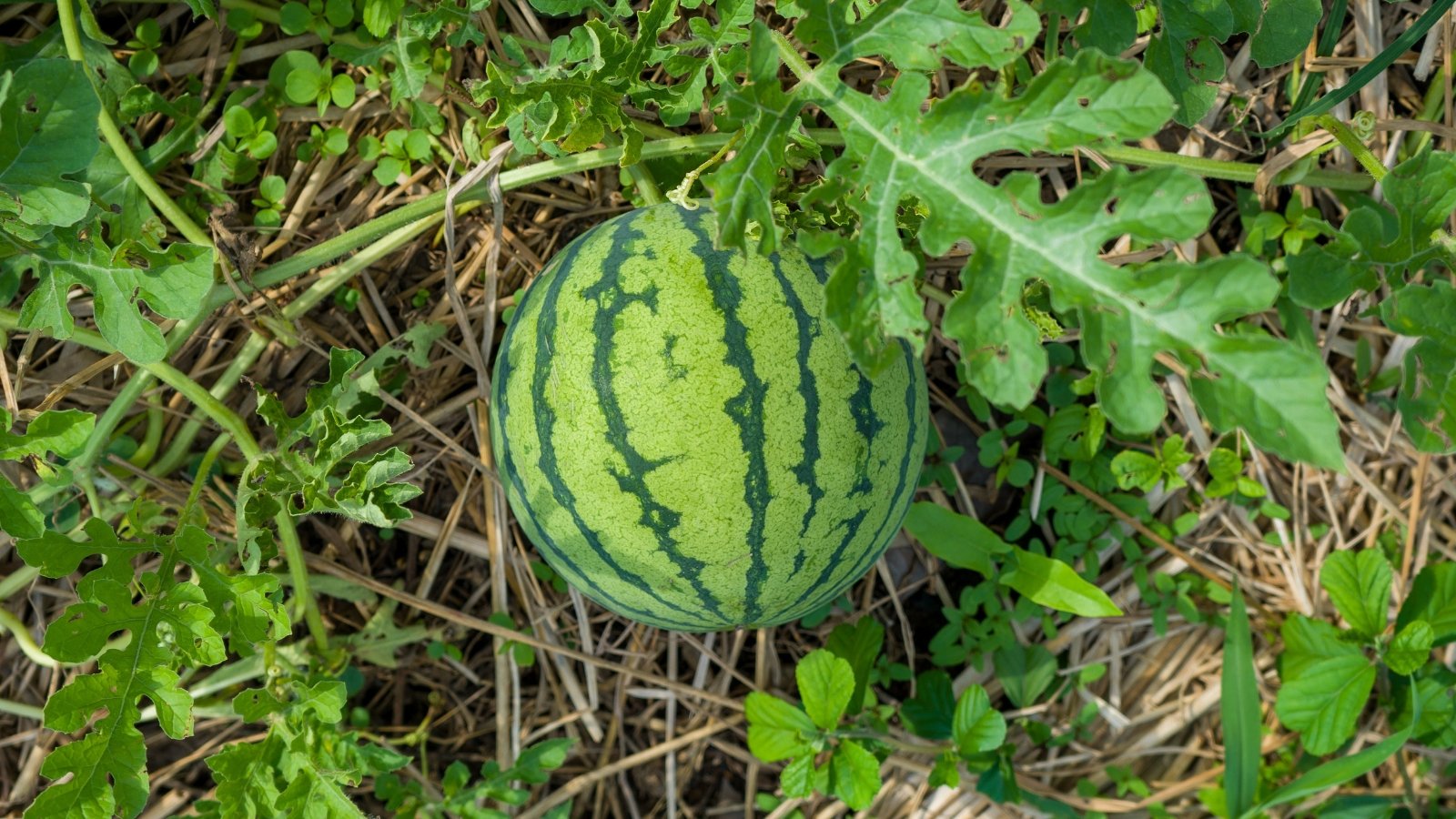 Close-up of a Citrullus lanatus fruit surrounded by green leaves and soil.