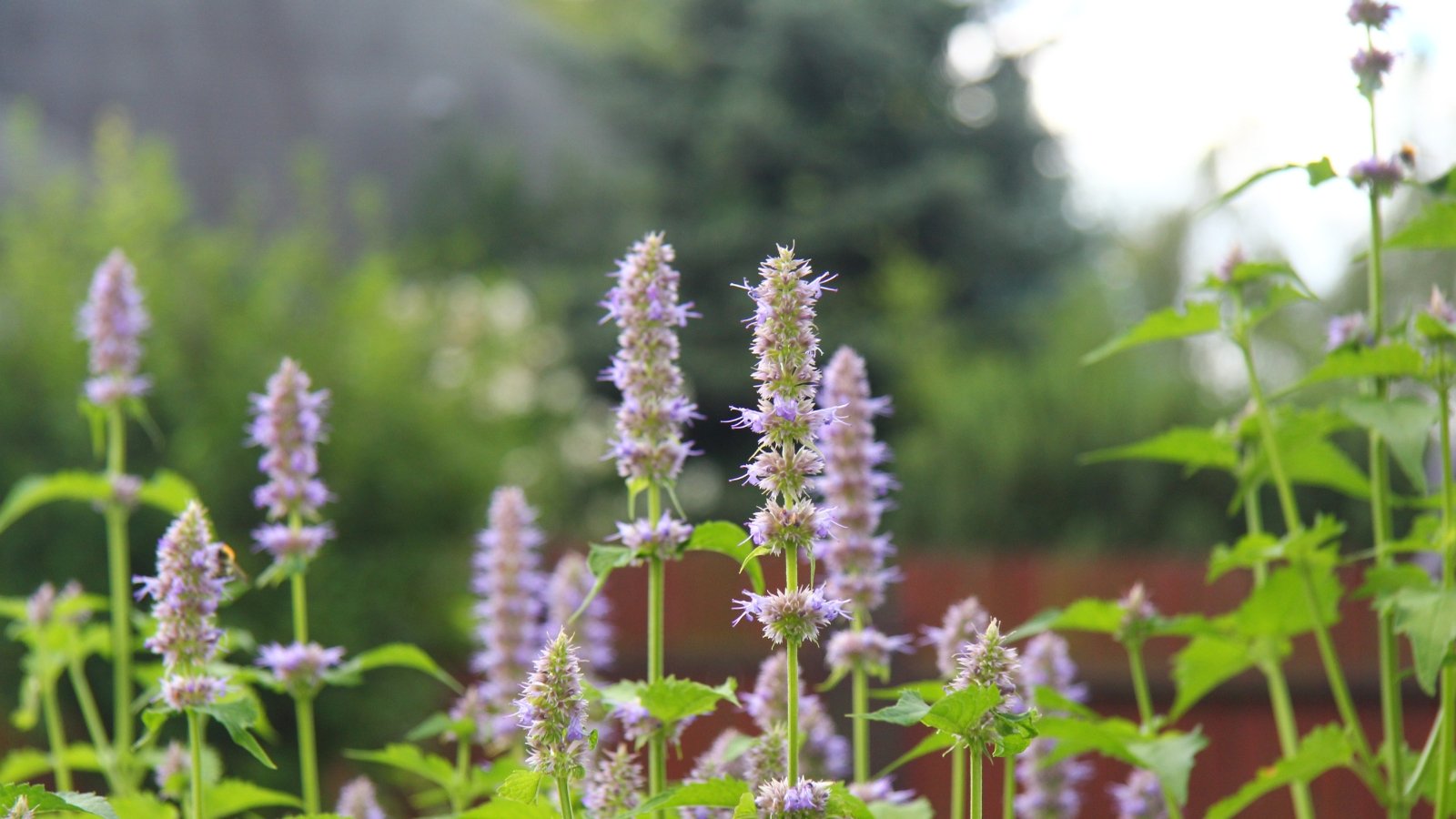 Delicate purple blossoms amidst a cluster of green foliage, showcasing the blooming stage of the plant.