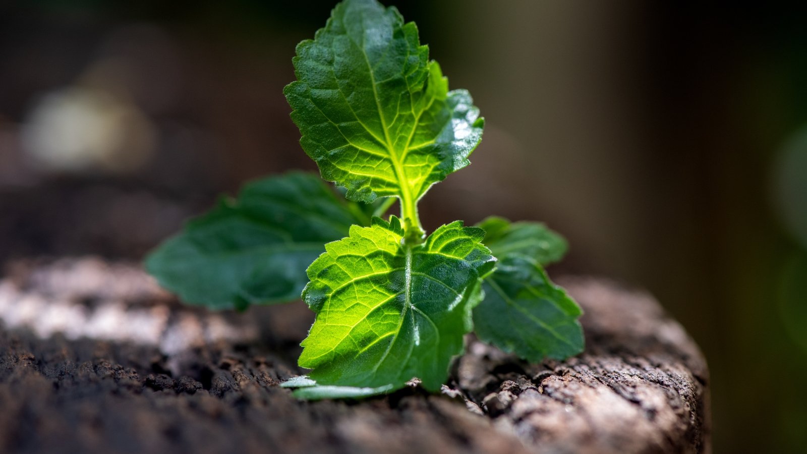 Green leaves with medicinal properties, depicted in full, vibrant growth with a slightly crinkled surface.