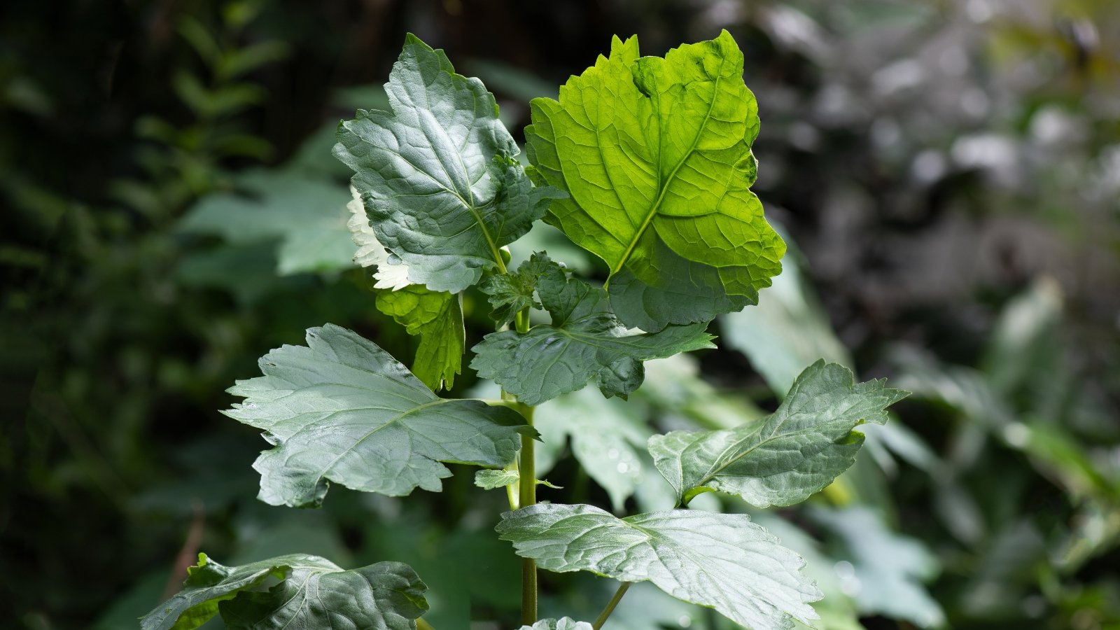 Closeup of a small Pogostemon cablin tree planted in a garden.