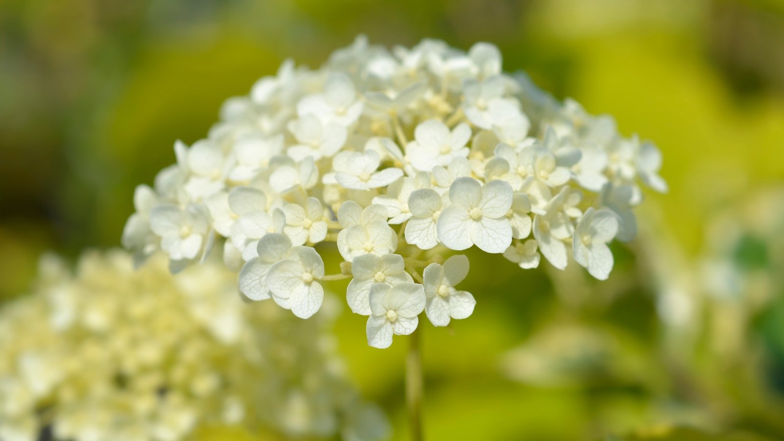 A close-up of a sunlit white Smooth hydrangea blossom; its delicate petals reflecting sunlight.