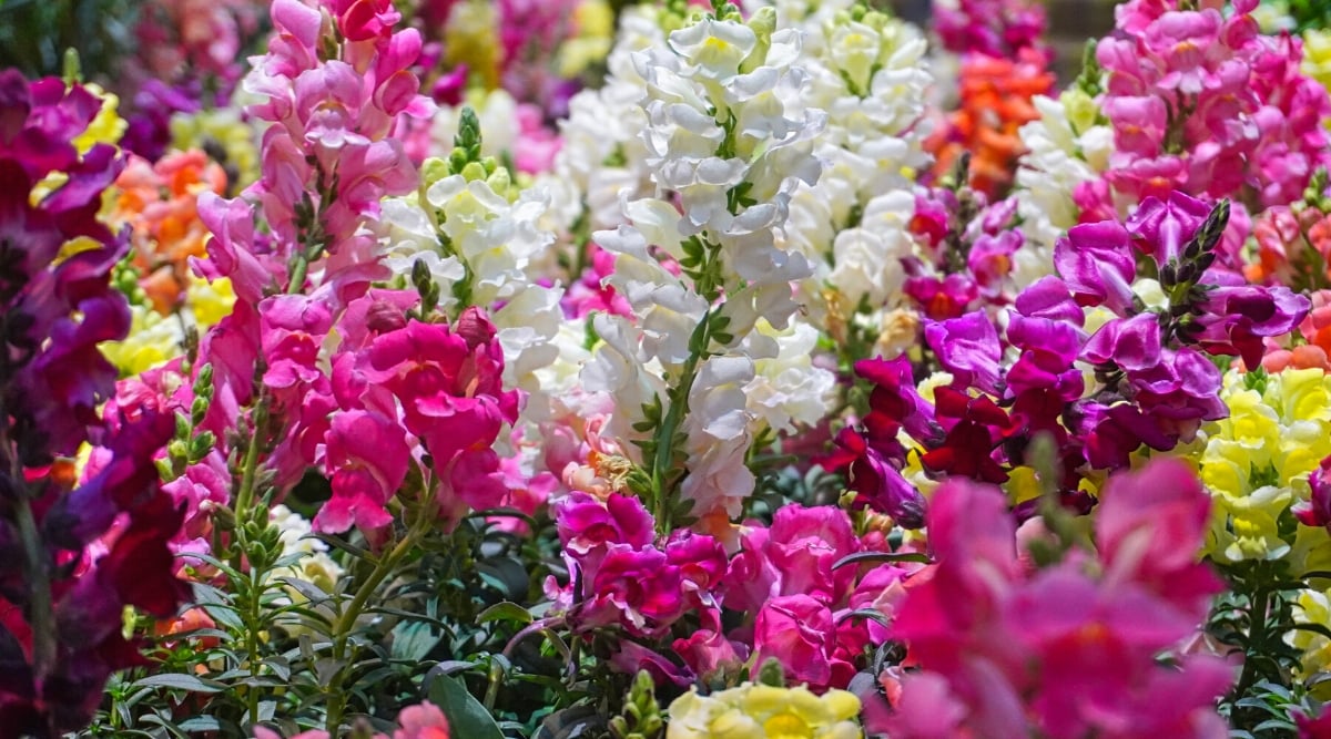 Close-up of blooming colorful Snapdragons (Antirrhinum majus) plants in a sunny garden. They are popular flowering plants known for their unique and distinctive flowers that resemble the face of a dragon. Leaves are lanceolate or oval with serrated edges. They are arranged in regular order along the stem and have a glossy or matte texture. The plant has vertical peduncles, consisting of several individual flowers. The flowers are tubular, with a wide upper lip and a narrower lower lip. Flowers vary in shades of white, pink, yellow, purple and orange.