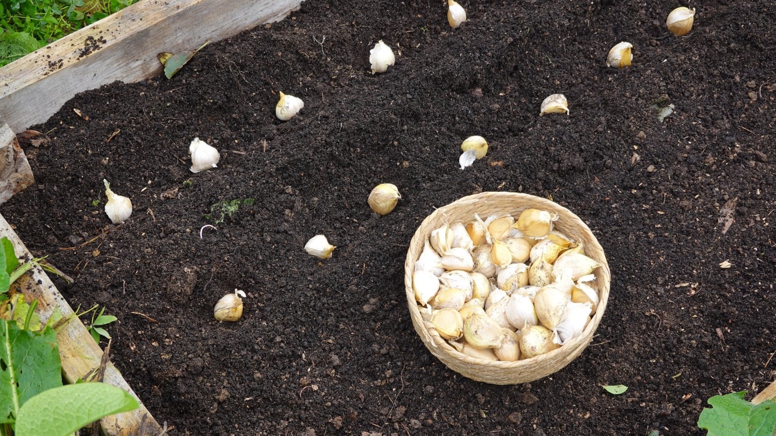 A bowl filled with allium sativum cloves sits in a wooden raised bed, surrounded by neat rows of bulbs.