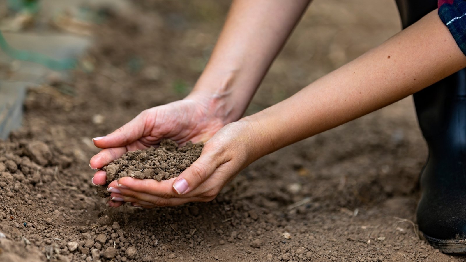 Close up of female hands holding fresh loose soil of dark brown color with loose texture.