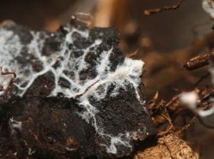 Close-up of soil with a fine network of white, thread-like filaments spreading across the surface, creating a web-like structure embedded in the dark, grainy soil.