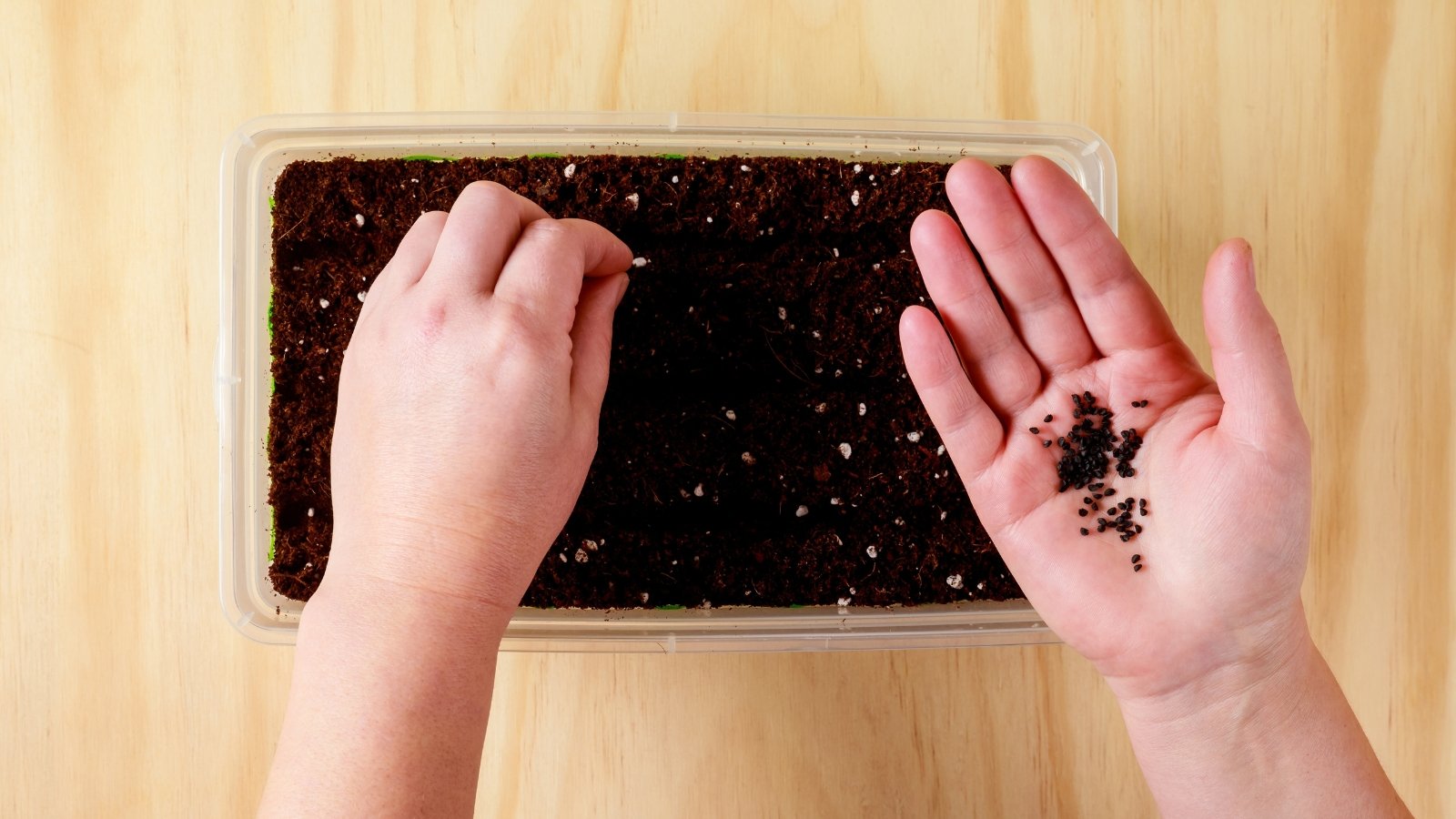 A woman’s hand gently planting seeds into moist, prepared soil, packed in a rectangular container.