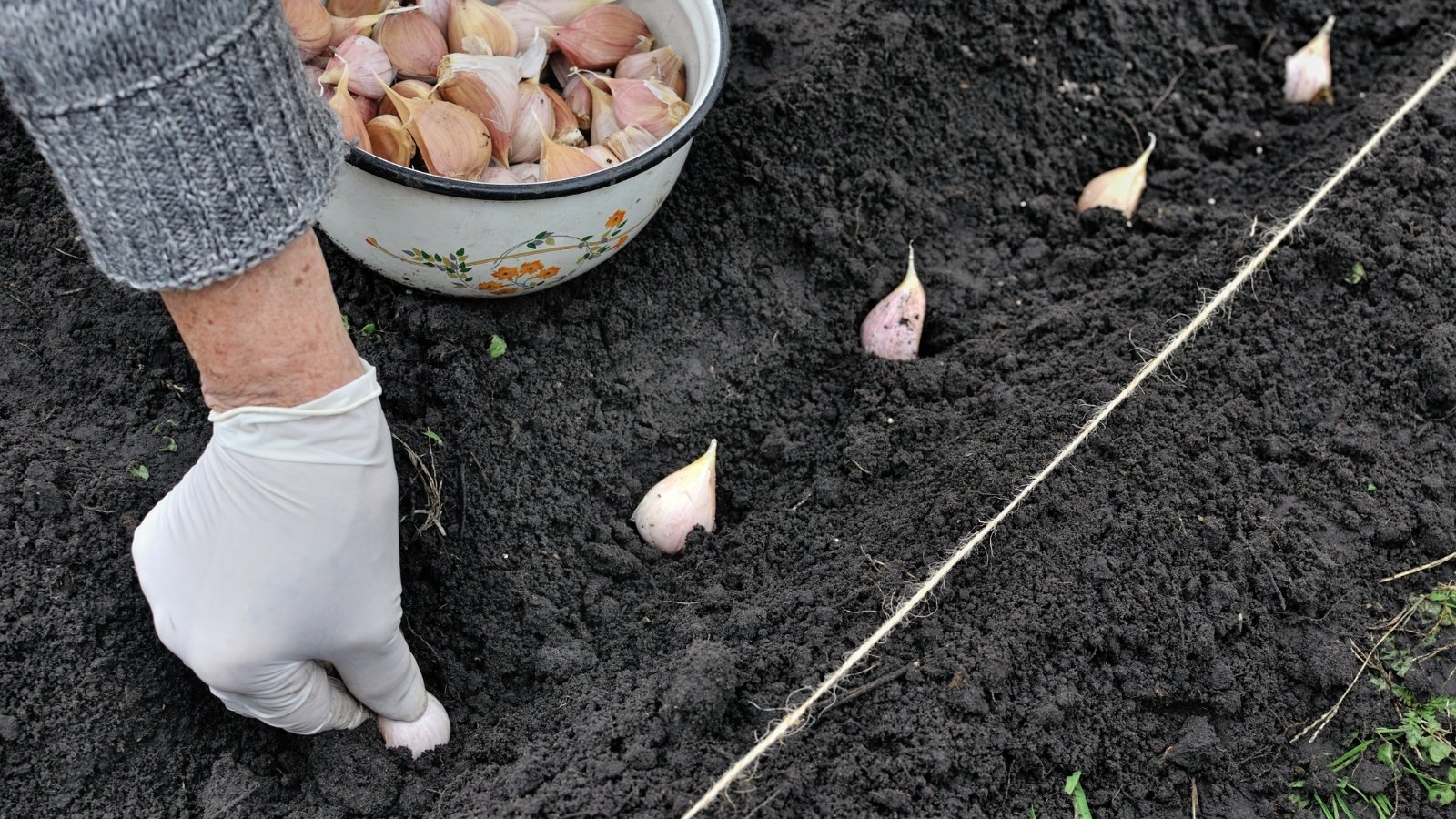 A farmer’s hand carefully placing cloves into the soil of a well-tended garden, the earth freshly turned and ready for planting.