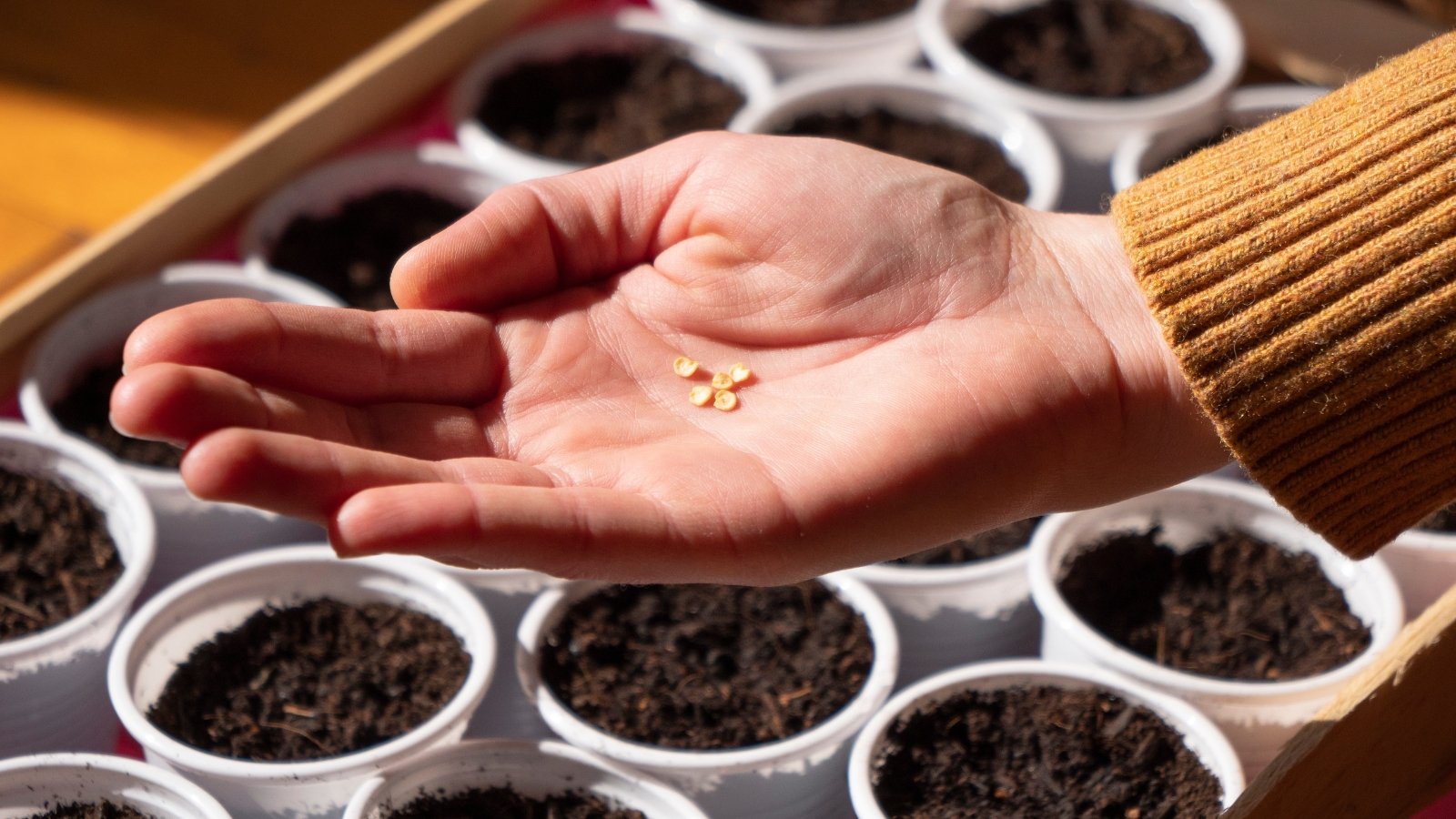 A person holding Capsicum annuum seeds in their hand, ready to be sowed, with soil placed in cups.