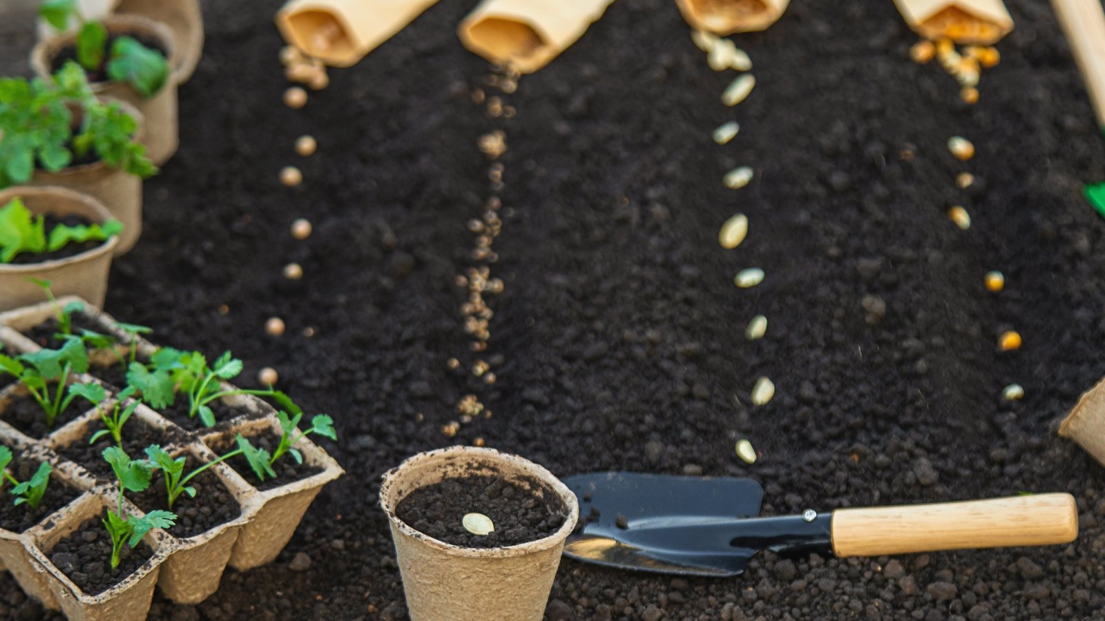 A close-up of a gardener's hands carefully placing tiny seeds into neatly spaced holes in rich, dark soil, with gardening tools and seed packets nearby.