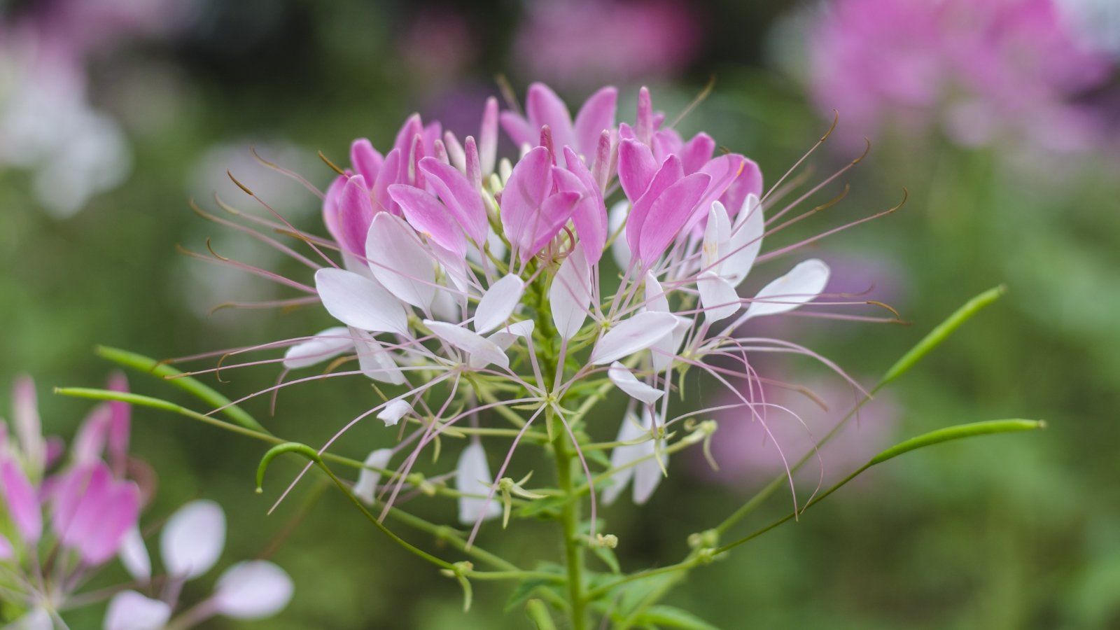 This compact plant has soft, blush-pink flowers with pink and white petals that bloom in a cluster, featuring long stamens that give a light, feathery appearance.