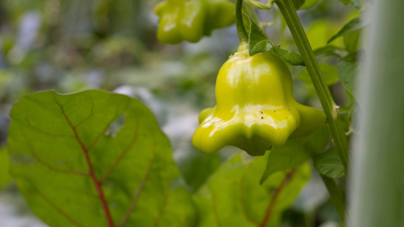 Capsicum baccatum features glossy, medium-sized peppers with a smooth, irregular shape glossy green color with a slightly wrinkled texture.