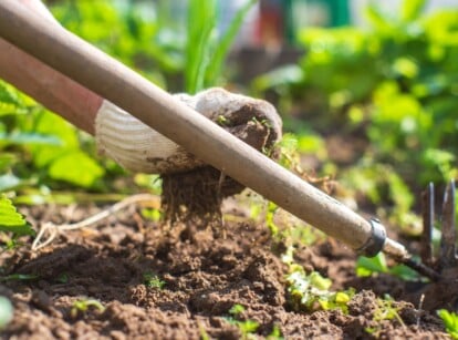 A gloved hand pulls a weed out of the soil next to a resting hoe.