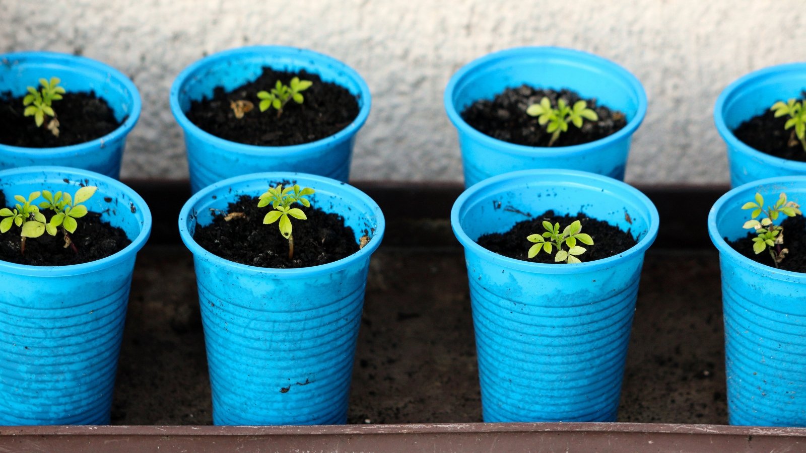 Close-up of blue plastic cups filled with soil, each containing young plant seedlings with slender green stems and pairs of elongated, bright green leaves that are slightly serrated along the edges.
