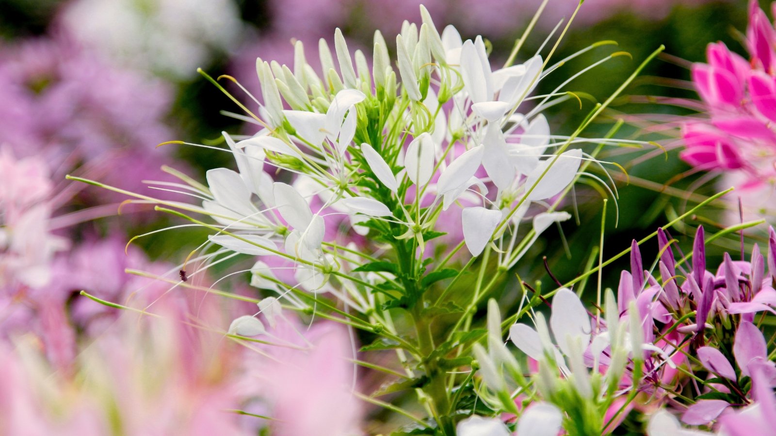 The flower features elongated, thin white petals and prominent, whisker-like stamens, giving it a delicate, spider-like look.