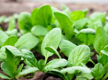 A detailed close-up of fresh, vibrant green spinach leaves with smooth surfaces and slightly curled edges, displaying a lush and healthy appearance against a softly blurred background.