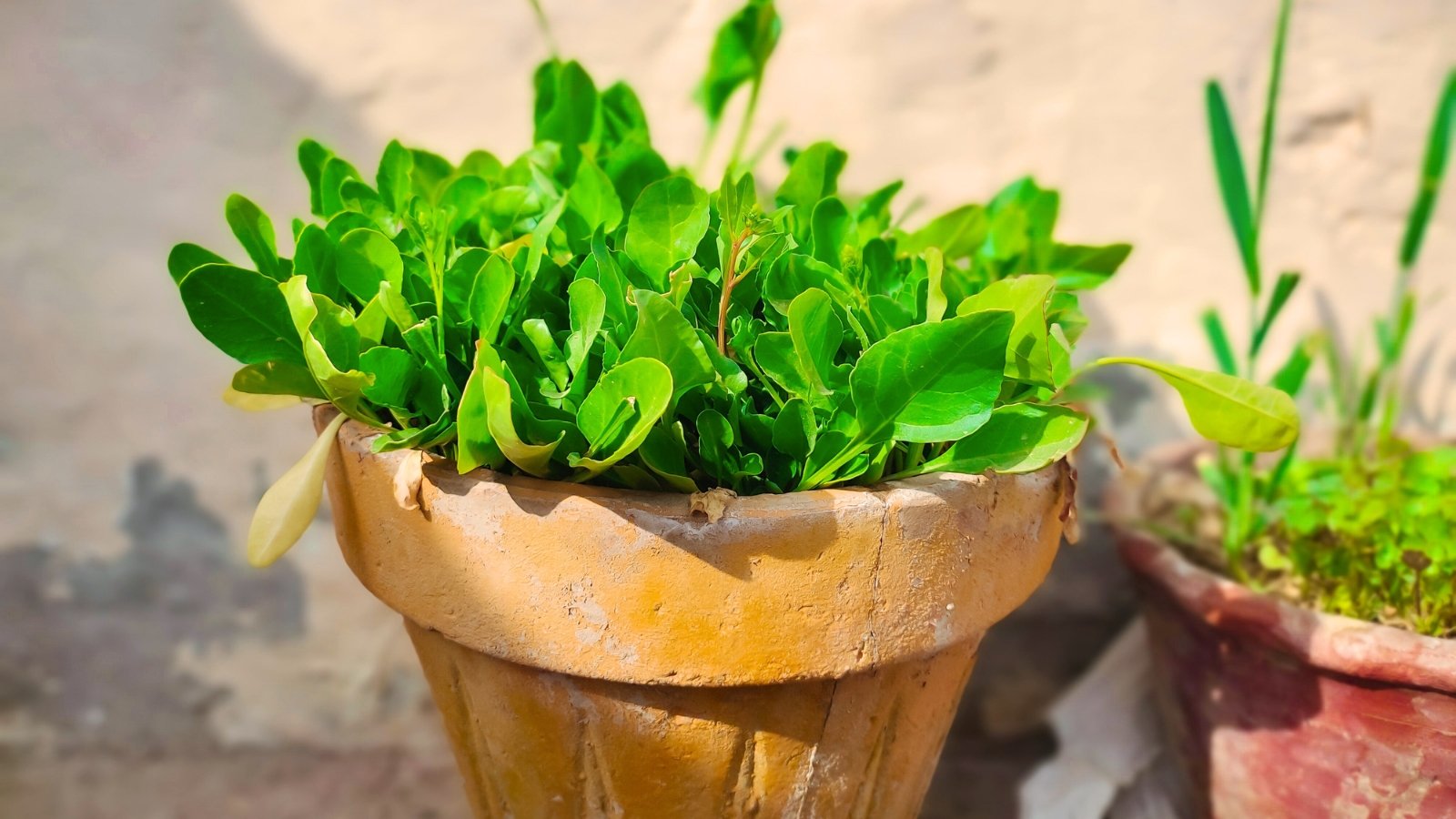 The spinach plant, with its vibrant green, glossy leaves and thick, upright stems, displays lush, dense foliage in a clay pot under the sun in the garden.
