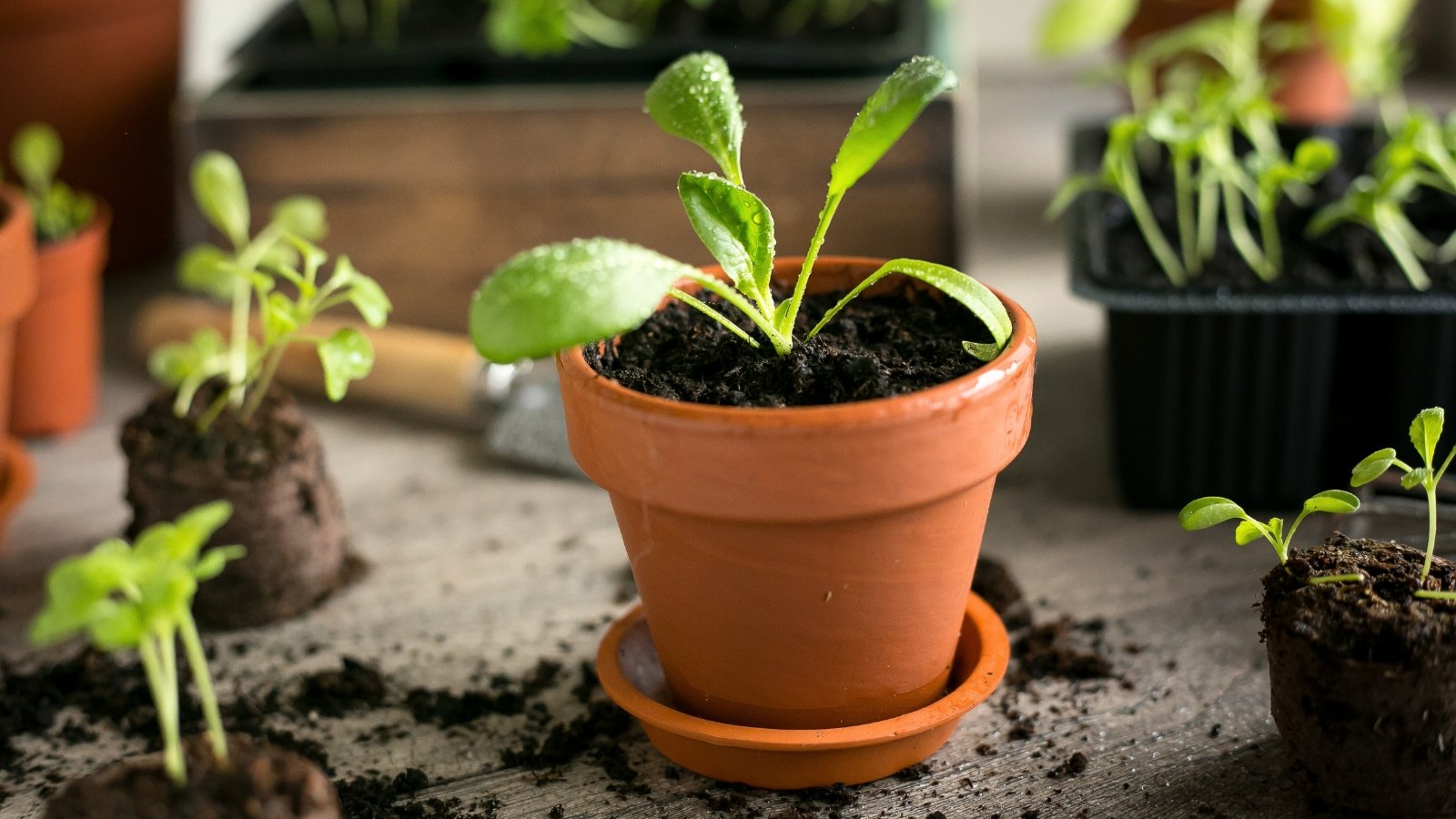 Close-up of a small terracotta pot with a young spinach seedling, surrounded by various plant seedlings, pots, soil, and gardening tools.
