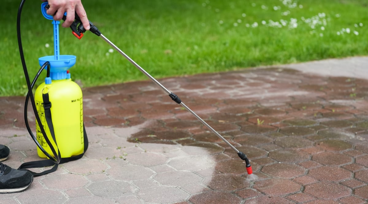 Spraying vinegar solution on stone pavement to remove weeds