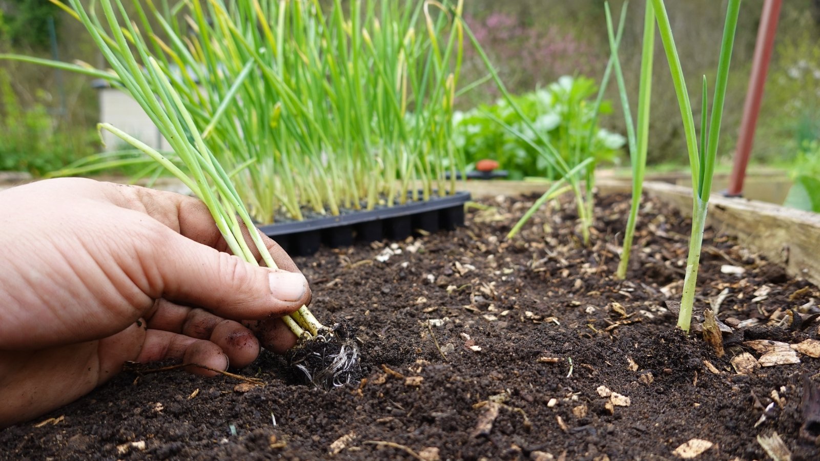 A gardener carefully transplanting young plants into dark, rich soil, ensuring each one is firmly placed in its new position.