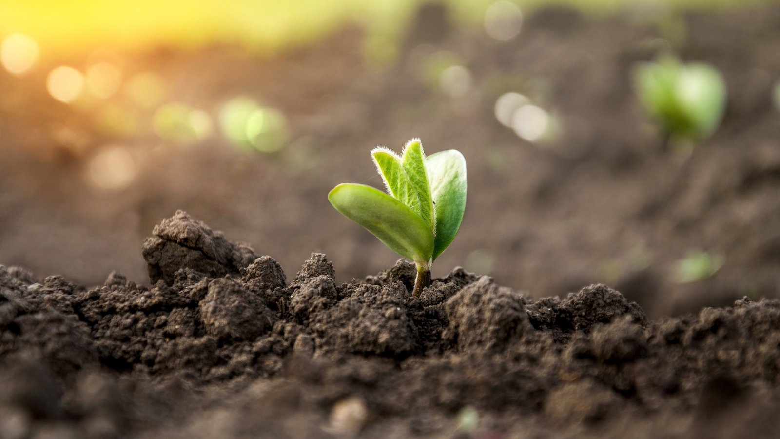 A close-up of a tiny green shoot breaking through the surface of the soil, capturing the moment of new growth under soft sunlight.