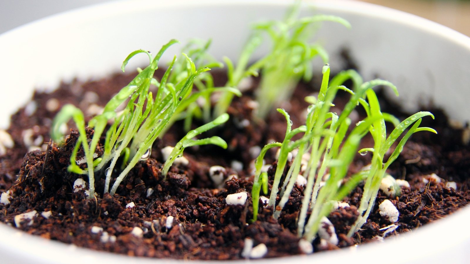 Close-up of small potted sprouts characterized by thin, pale green stems and slender, oblong cotyledons.