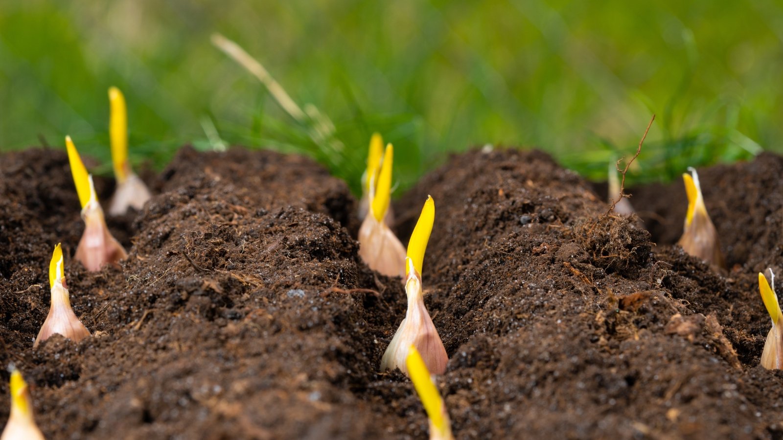 A focused view of bulbs partially buried in dark, fertile soil, with some cloves peeking out and the surface covered in small particles of dirt.