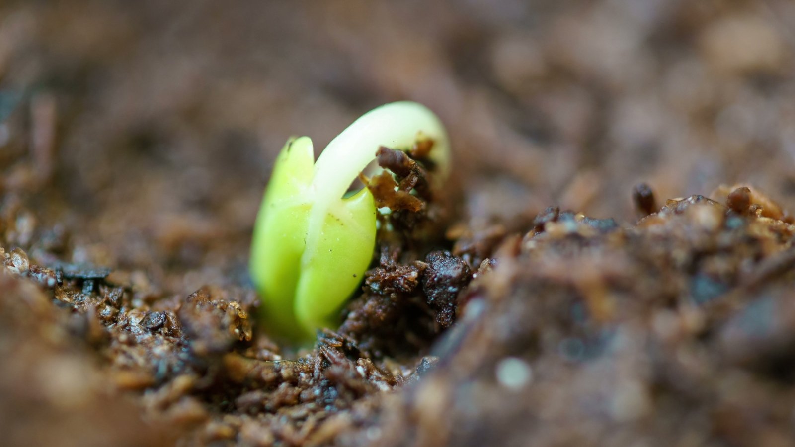 A single green seedling emerging from dark, moist earth, with tiny, delicate leaves unfurling as it pushes through the soil.