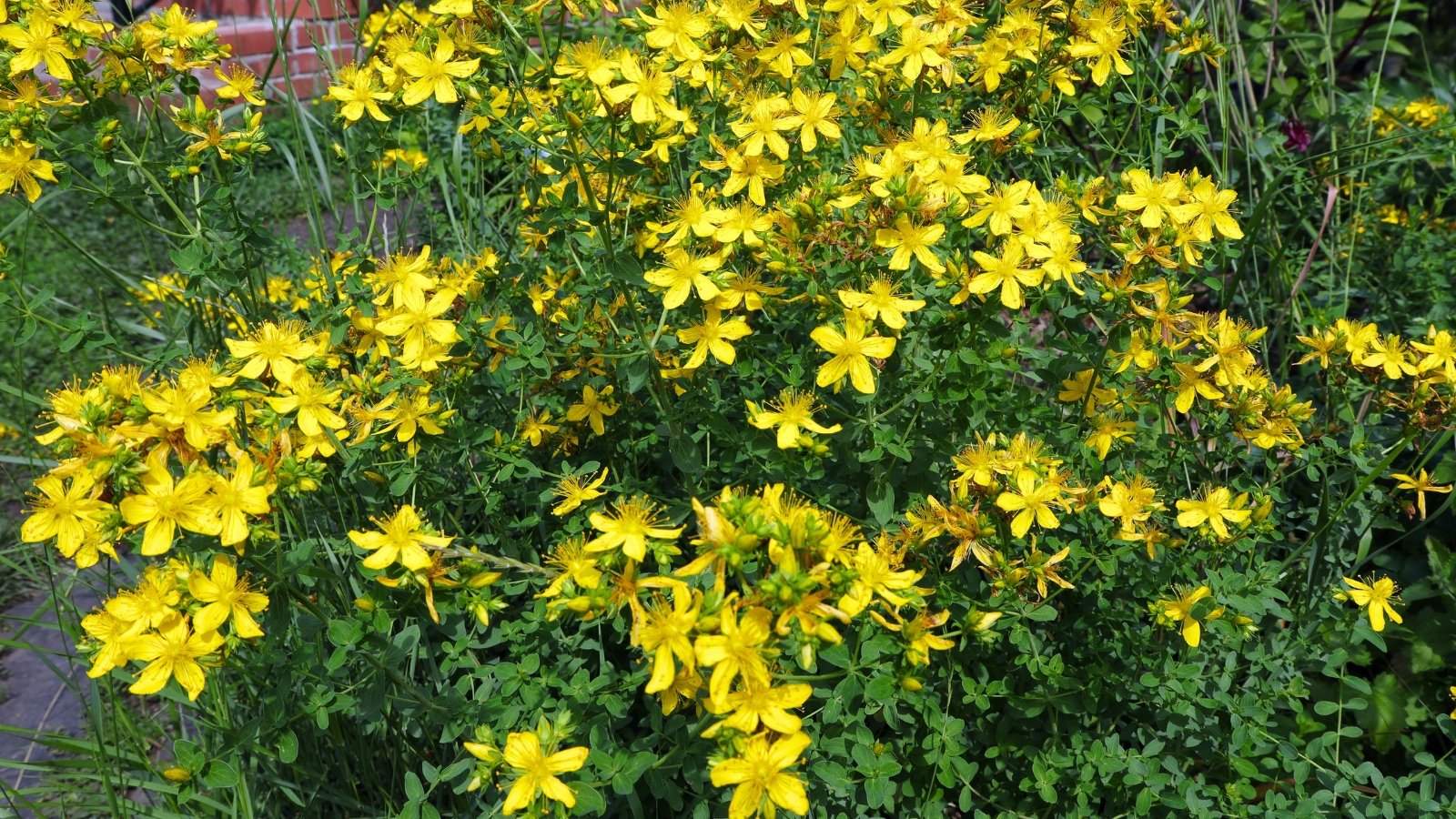 View of flowering St. John's Wort (Hypericum perforatum) in a sunny garden. St. John's Wort (Hypericum perforatum) is a bushy, perennial herb with woody stems and pairs of narrow, oblong leaves. Its bright yellow, star-shaped flowers with prominent stamens bloom in summer.