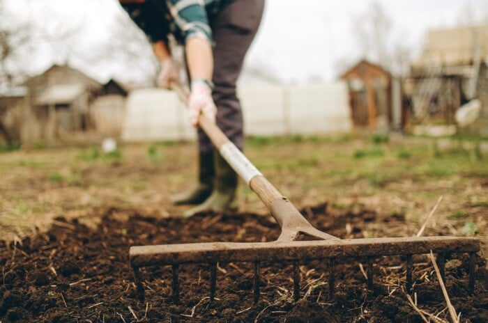 a gardener uses a wide rake to smooth the soil over a garden bed.