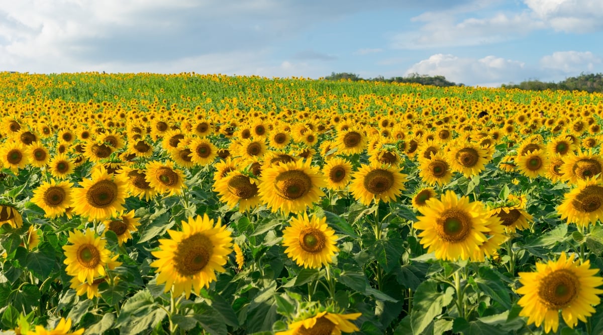 A sprawling field of golden sunflowers, their vibrant petals reaching for the sun's warmth. The sea of sunflowers is set against the backdrop of a brilliant, azure sky.