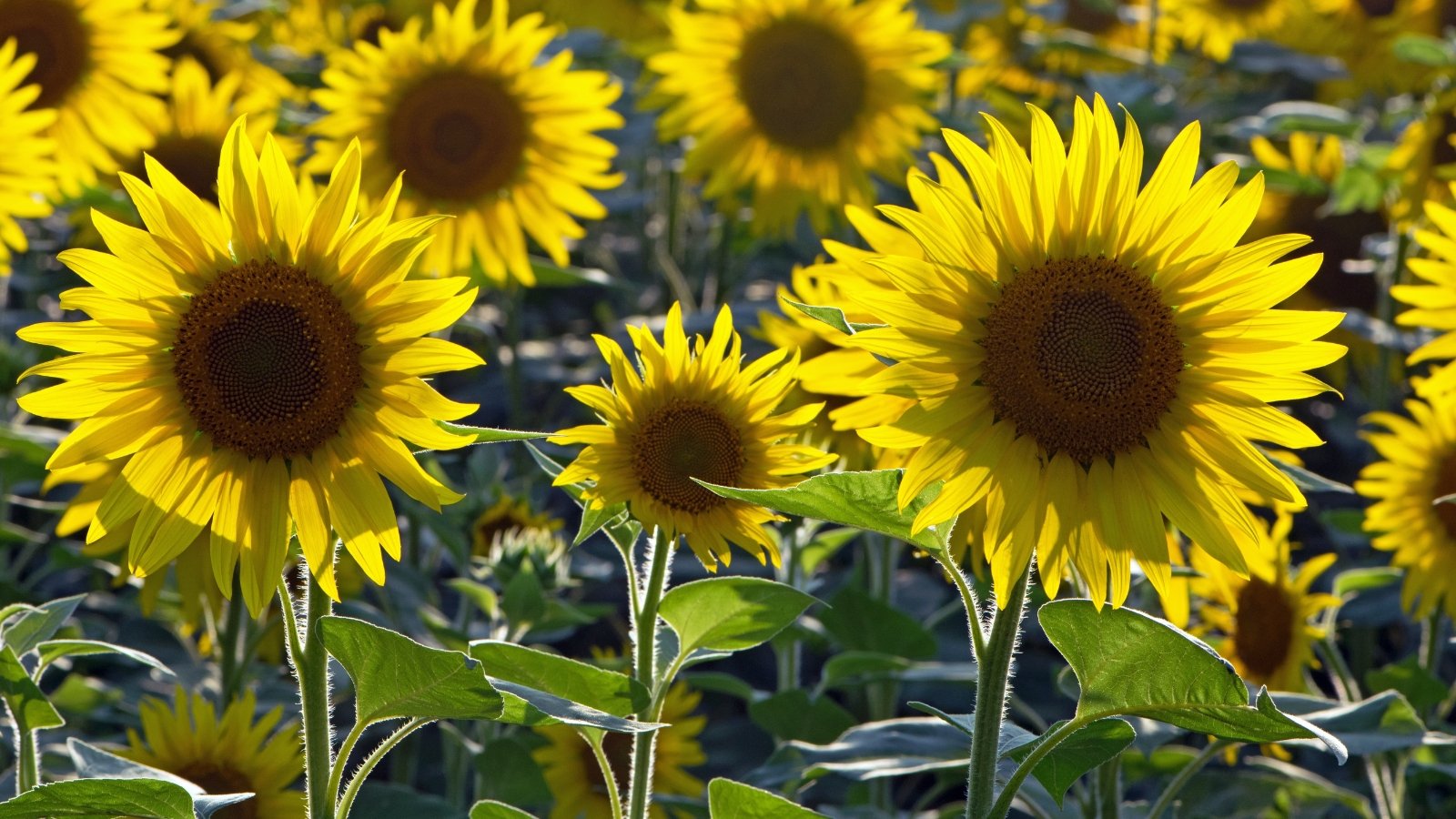 Sunflowers have tall, coarse stems and broad, rough leaves, topped with large, yellow flower heads.