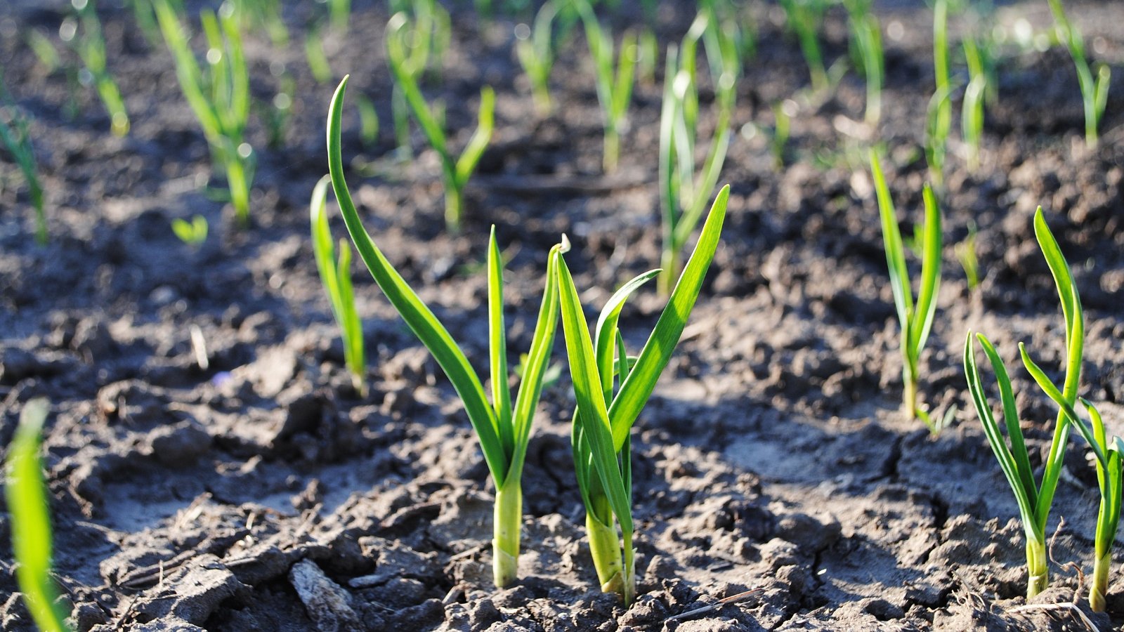 Green sprouts emerging from the ground, surrounded by dark, fertile earth, with a close-up focus on their delicate growth.