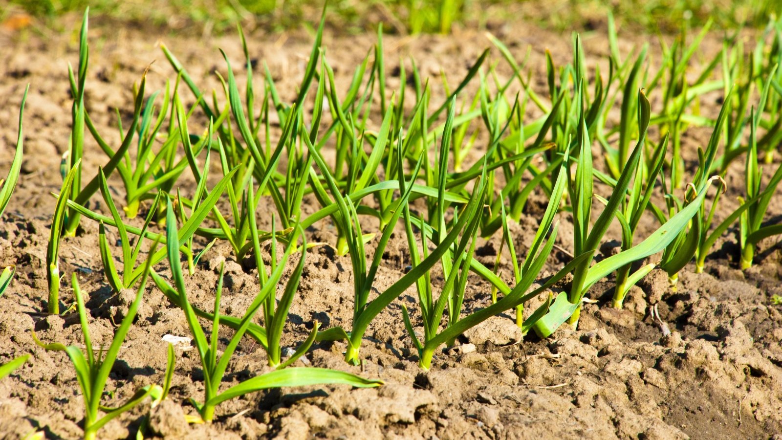 Growing allium sativum plants in a field, getting some sunlight on a hot day.