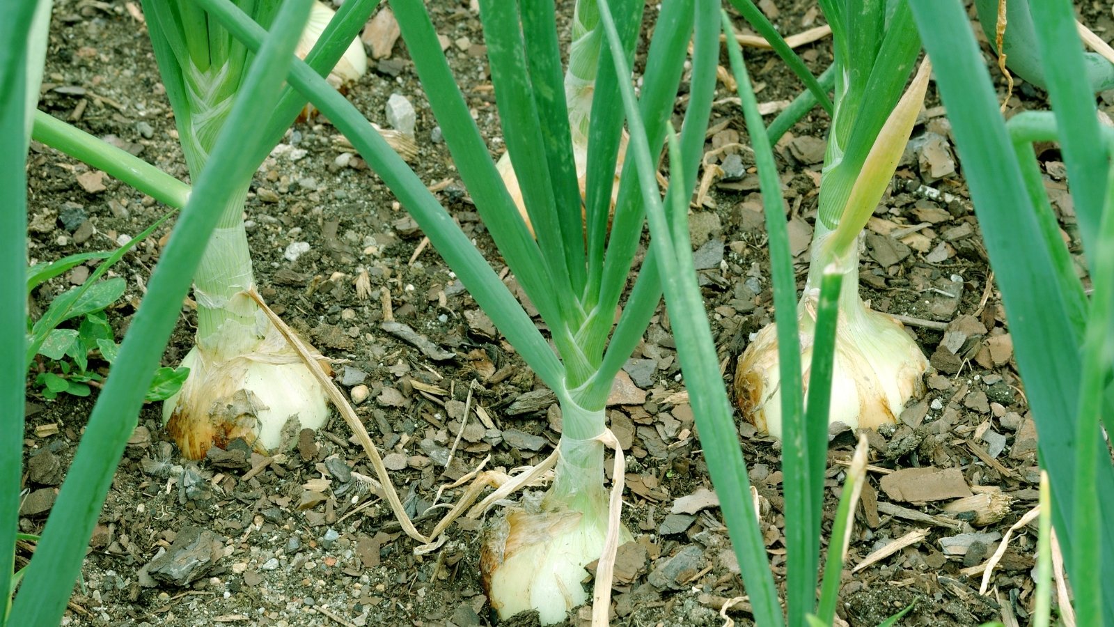 Green stalks of sweet white bulbs growing tall in a well-tended garden, their bases partially visible above the soil.