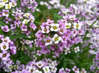 pretty violet Sweet alyssum is great for living mulch.