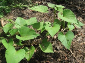 Sweet potato companion plants