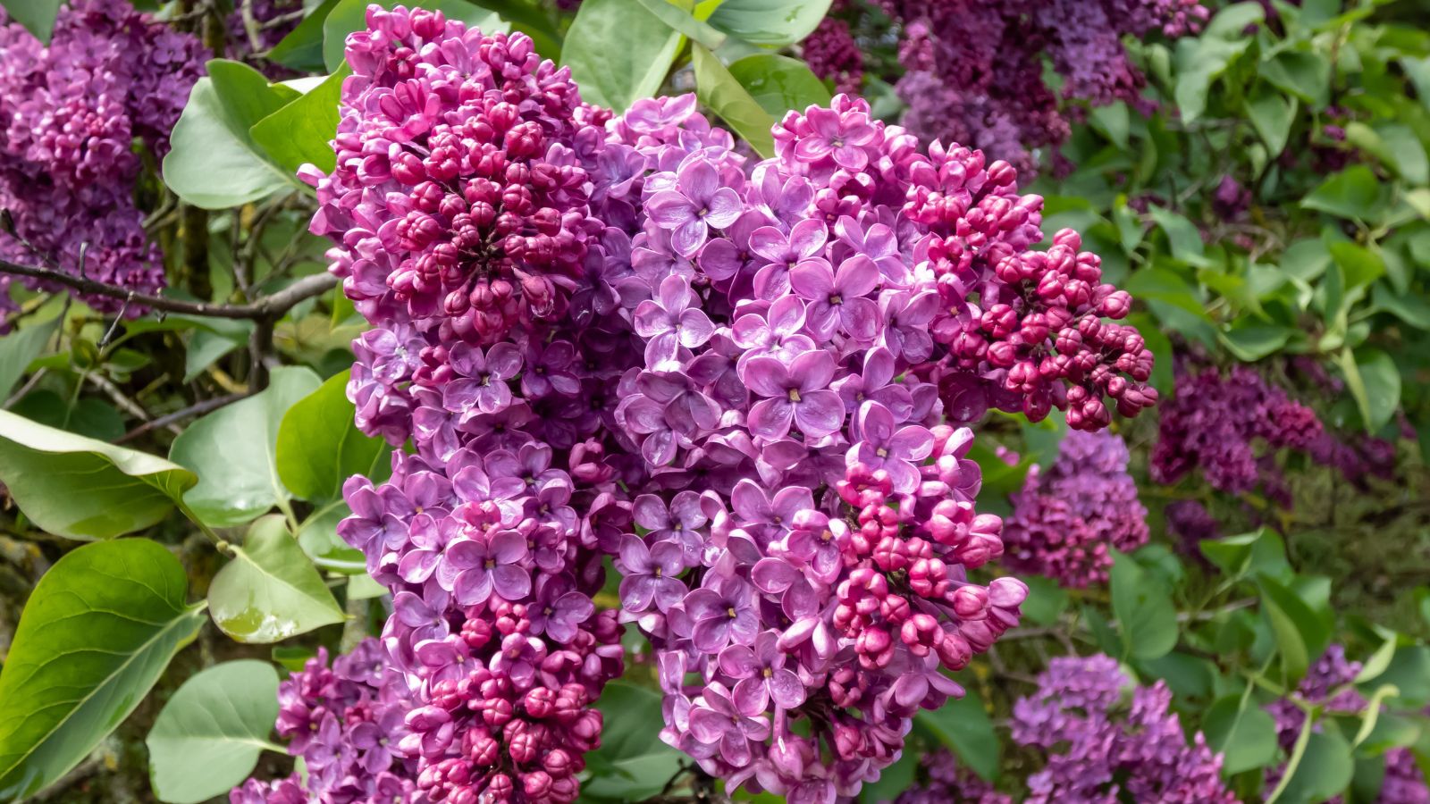 Panicles of Syringa vulgaris with bright and deep hues of purple surrounded by solid green leaves, appearing slightly damp